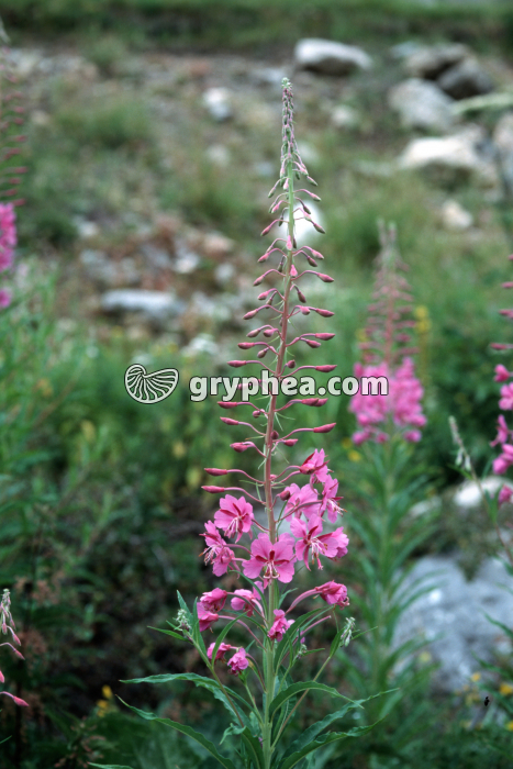 Epilobes des montagnes (Epilobium montanum) - pied - gryphea.com